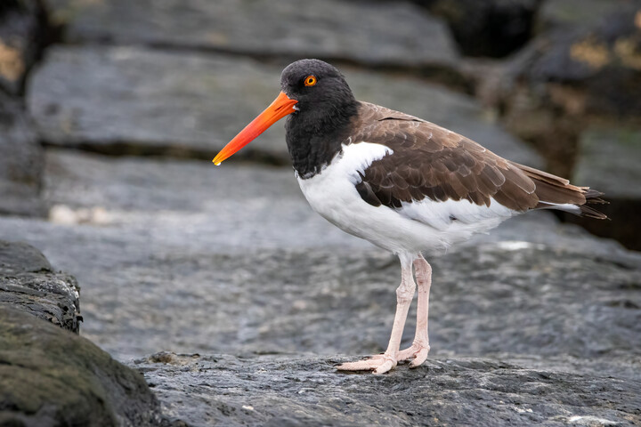 American Oystercatcher